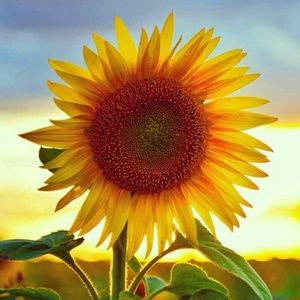 Meet your Posher, Louba